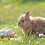 easter easter bunny egg easter eggs 2197043